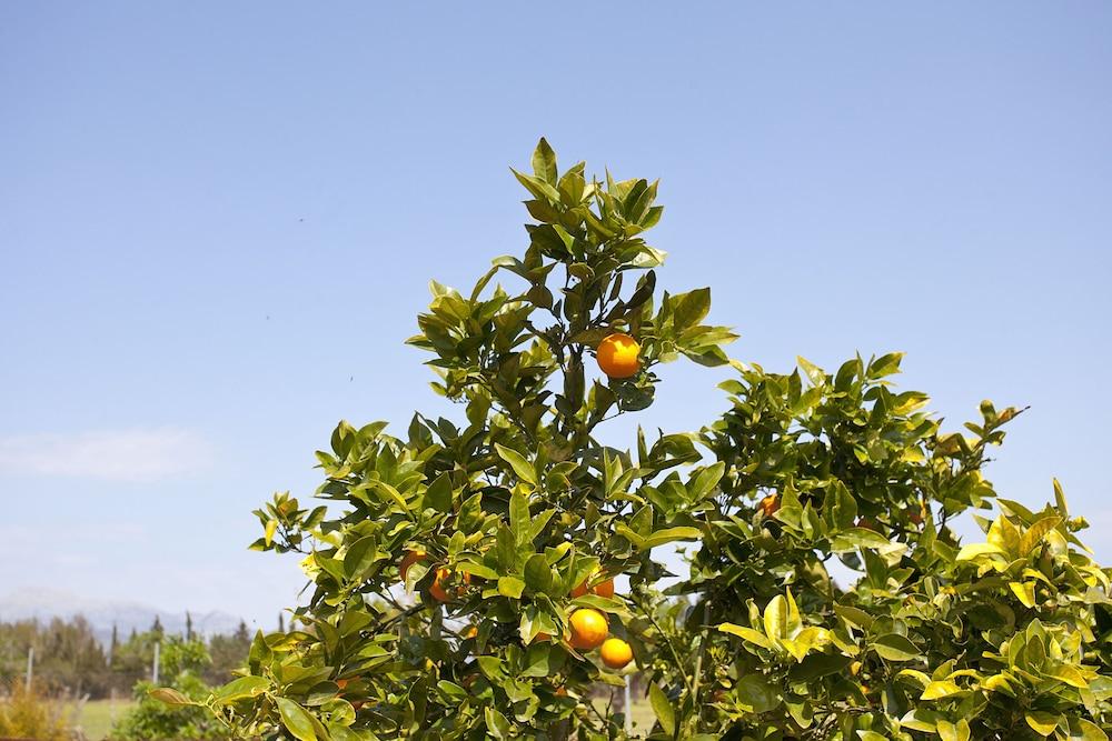 Agroturismo Es Quatre Cantons Binissalem Εξωτερικό φωτογραφία