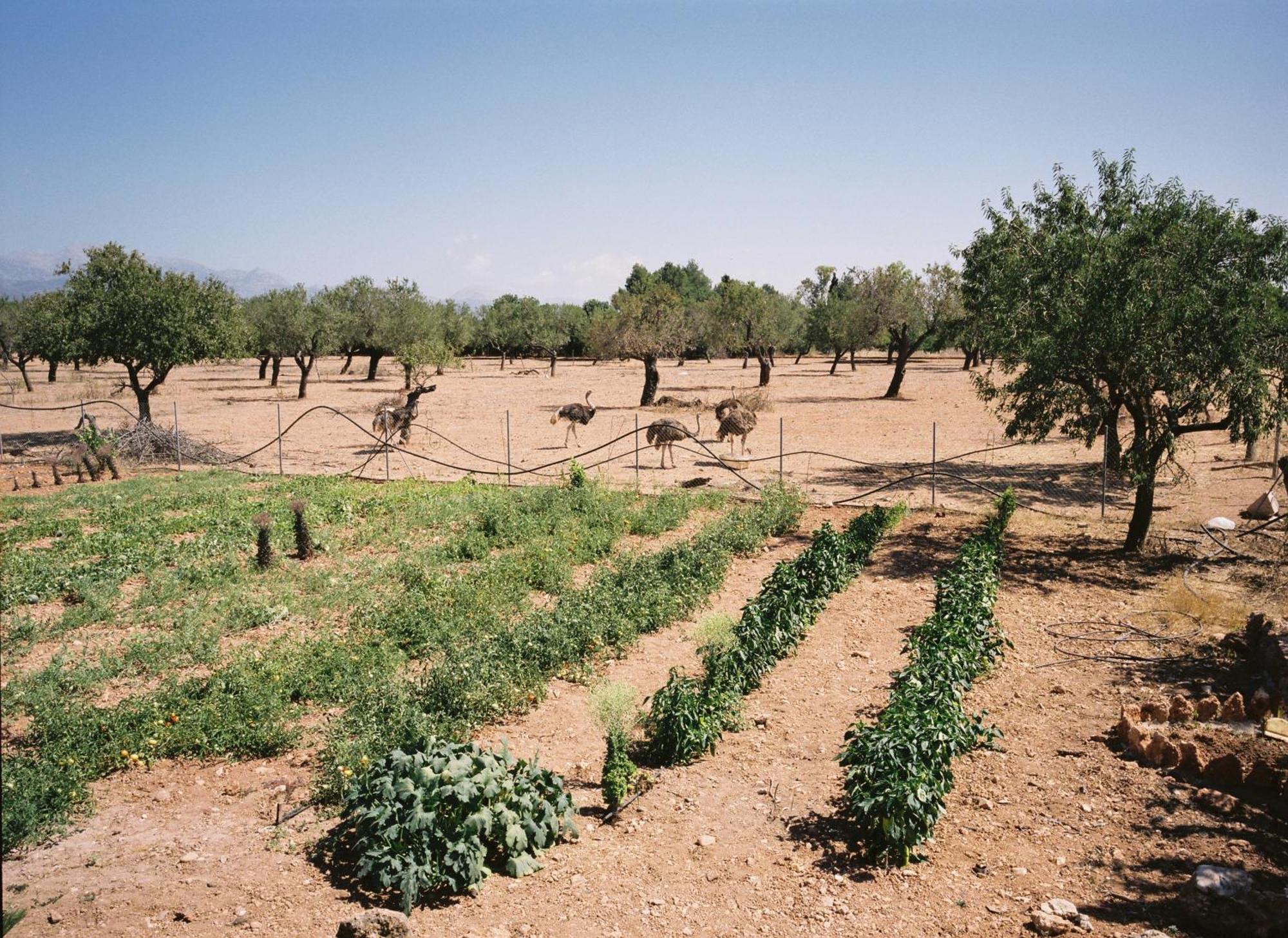 Agroturismo Es Quatre Cantons Binissalem Εξωτερικό φωτογραφία